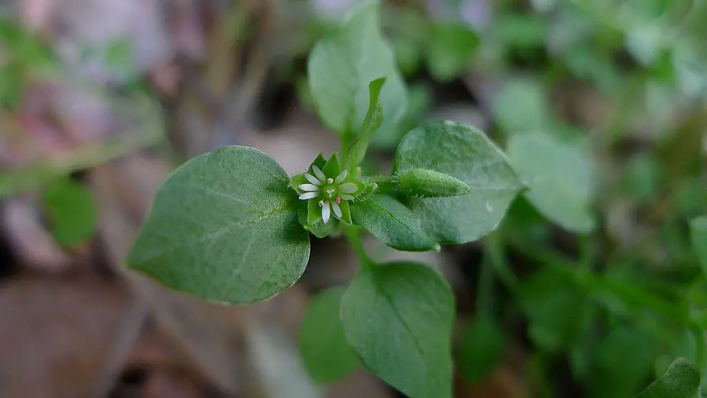 Chickweed leaves