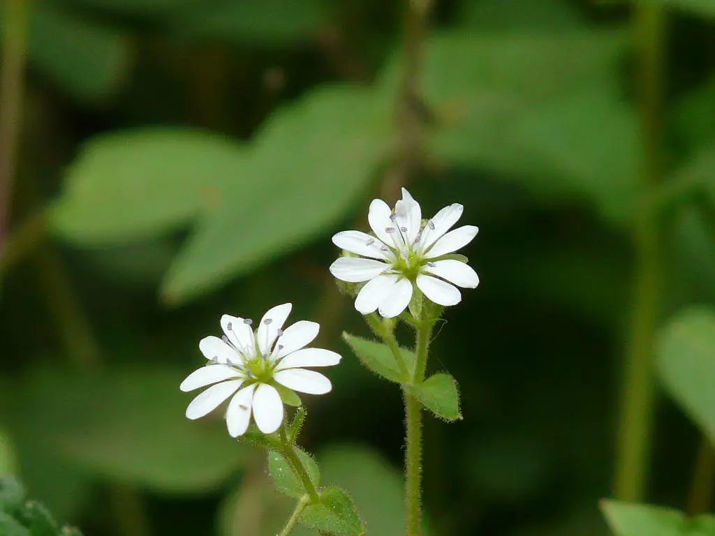 Common Chickweed flowers - lawn weeds with little white flowers