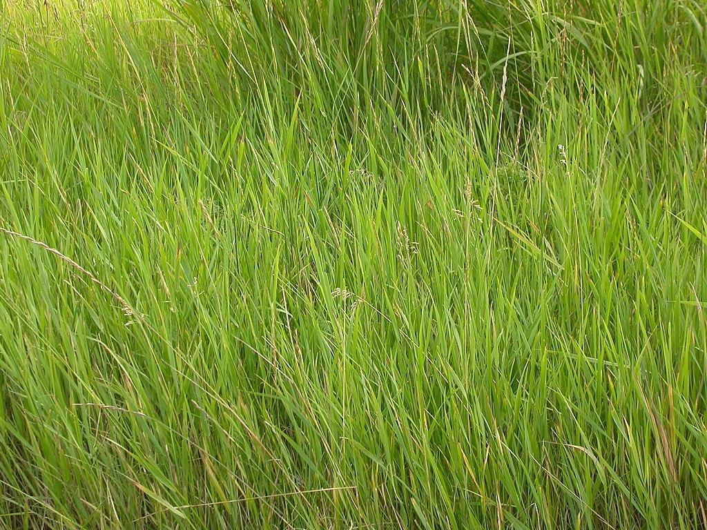 Common couch - common weeds that look like grass
