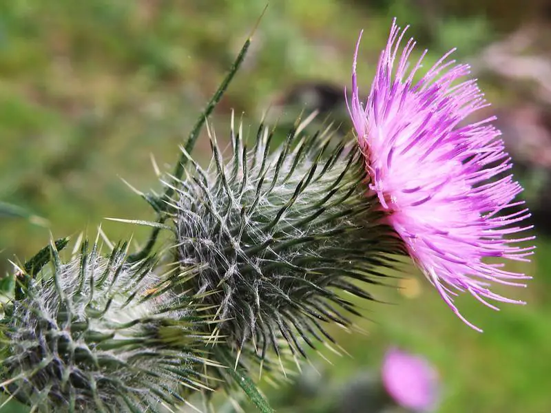 Common Thistle - weeds with purple flowers
