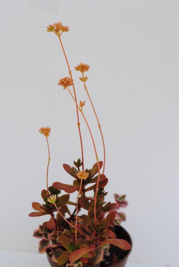 Crassula pubescens subs. radicans - flowering succulents