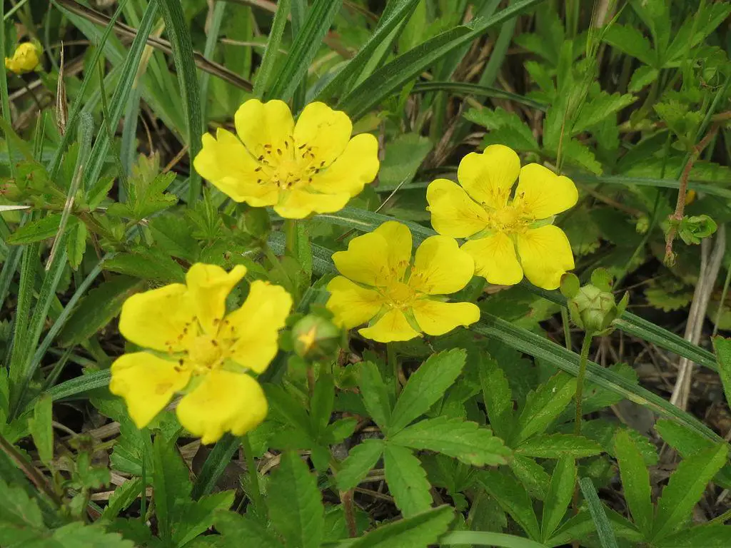 Creeping cinquefoil - lawn weeds with little white flowers