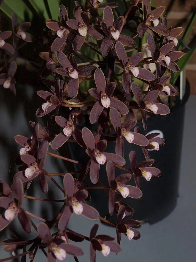 Cymbidium canaliculatum - black orchids