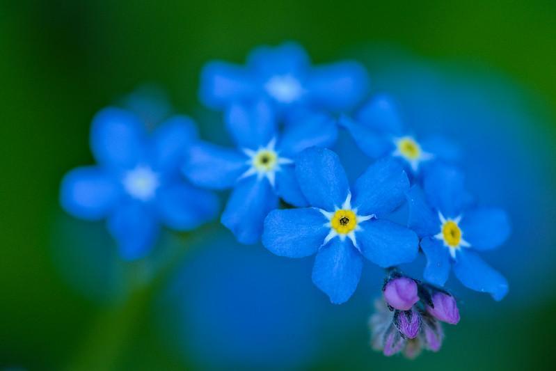 Forget-Me-Nots - weeds with purple flowers