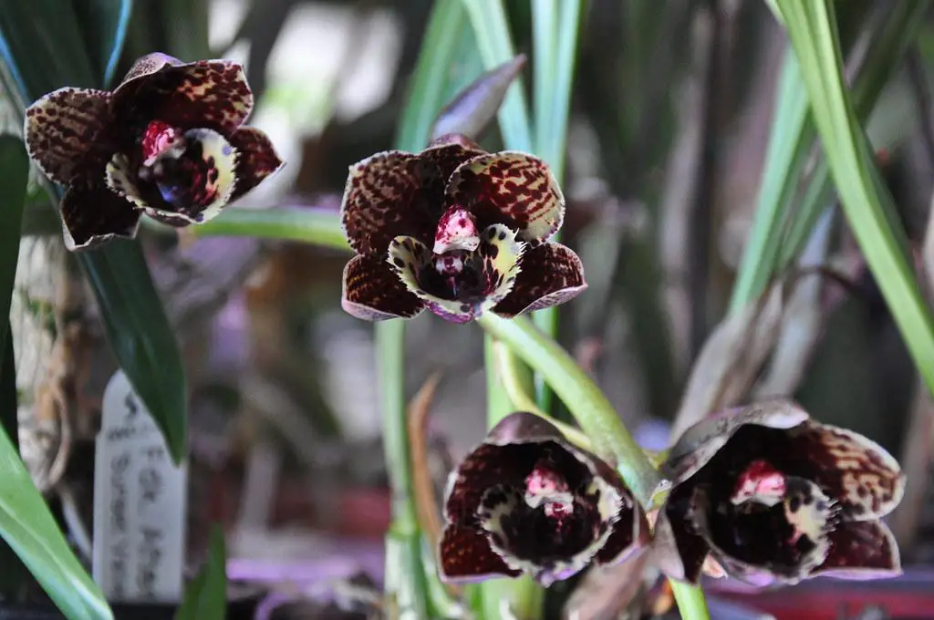 Fredclarkeara dark orchid - Black orchids