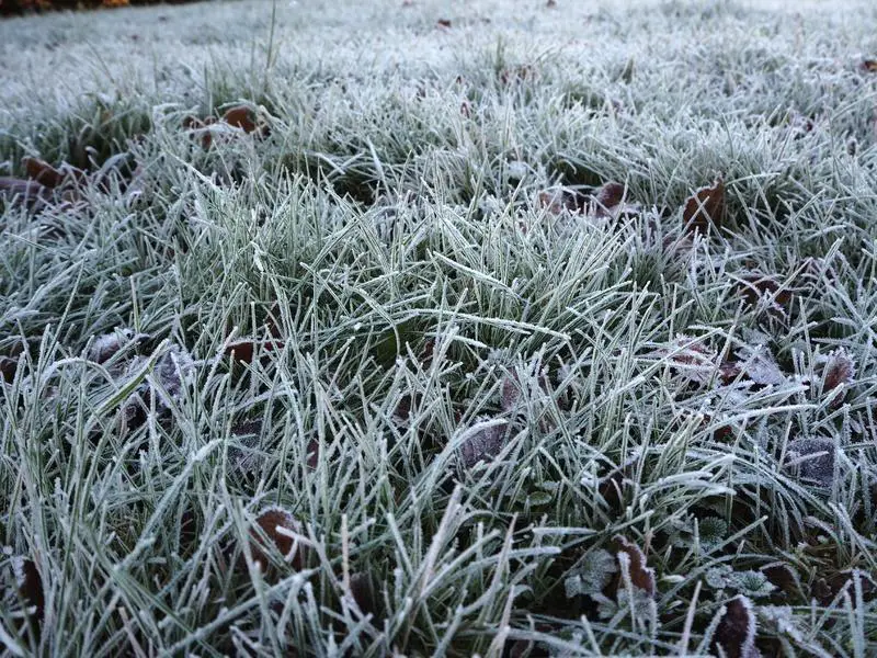Frost Damage - revive St Augustine grass to grow back