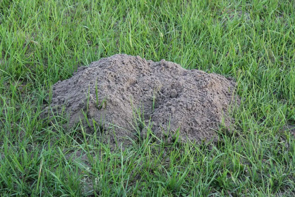 Gopher Mounds