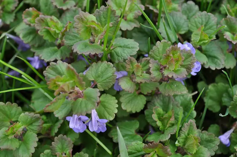 Ground Ivy - Weeds with purple flowers