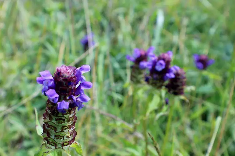 Heal-all - weeds with purple flowers