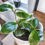 Hoya Krimson Queen: The #1 Most Informative Care, Propagation, and Watering Guide