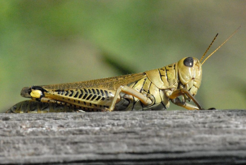 organic grasshopper control