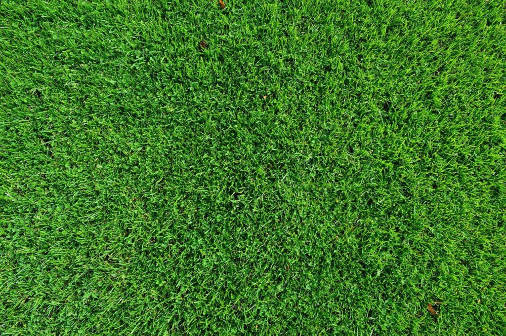 Keep Your Lawn Thick - crabgrass germination