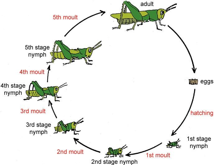 Life Cycle of Grasshoppers