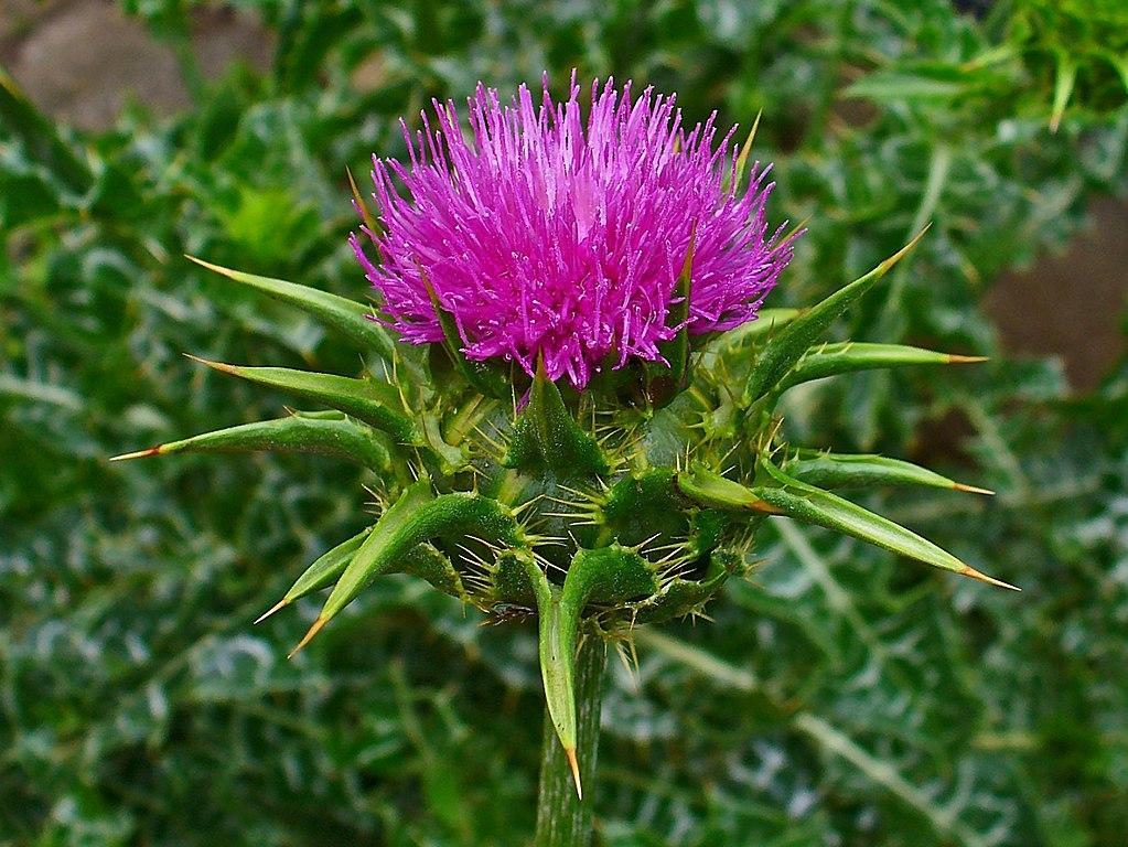 Milk Thistle - weeds with pink flowers