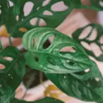 Monstera adansonii: The Complete Care, Propagation, and Watering Guide You Need