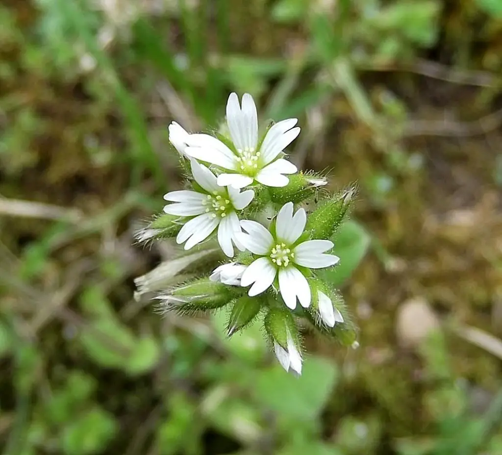 Mouse Ear Chickweed - lawn weeds with little white flowers