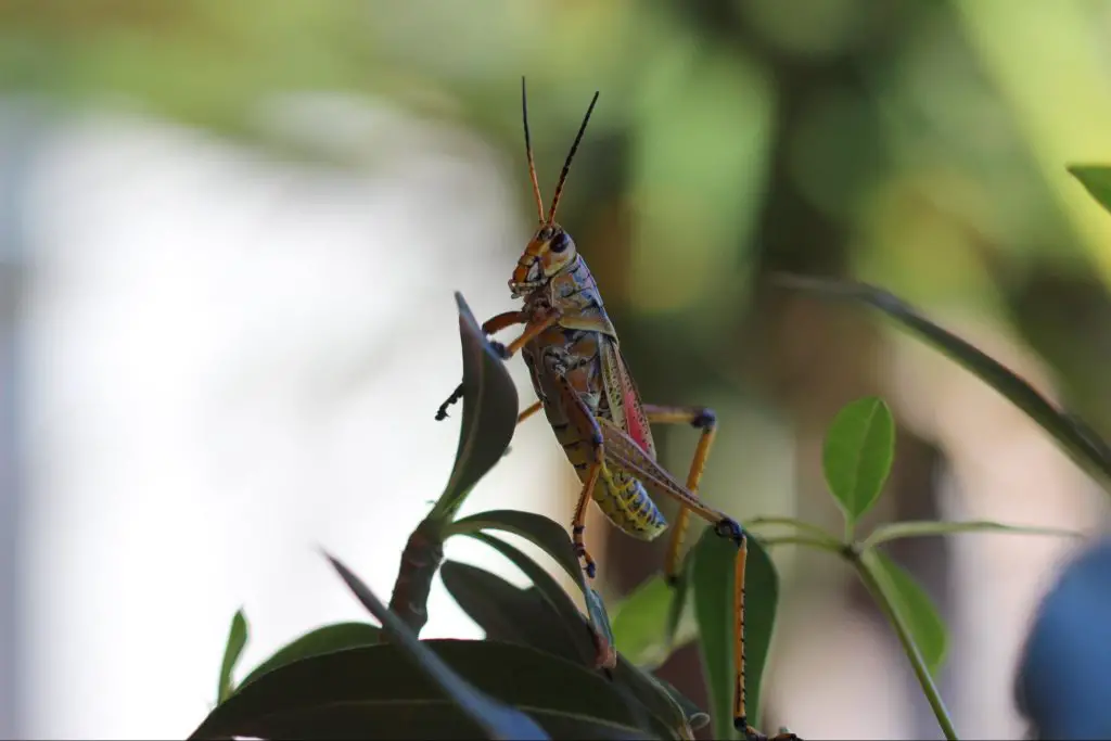 Organic Grasshopper Control