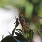 Organic Grasshopper Control & Effective Tips for Long Term Protection!