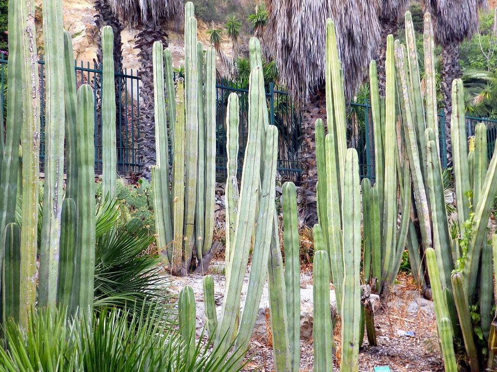 Pachycereus marginatus - tall cactus