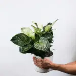 Philodendron Birkin: Its Most Informative Care, Propagation, and Watering Guide