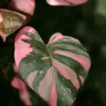 Philodendron Pink Princess: The Perfect Care, Propagation, and Watering Guide