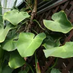 Philodendron rugosum: The Care, Propagation, and Watering Guide You Need