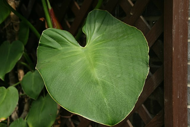 Philodendron rugosum problems