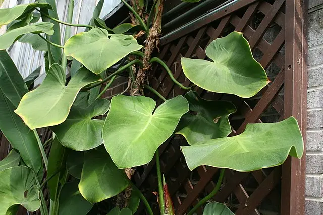 Philodendron rugosum plant