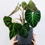 Philodendron verrucosum: The Number 1 Care, Propagation, and Watering Guide for This Velvety Plant