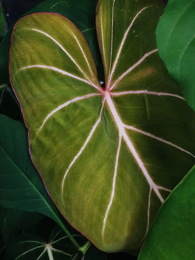 Philodendrons Plants Meaning and Symbolism