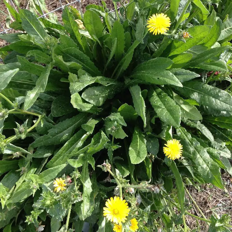 Prickly Lettuce - spiky weeds