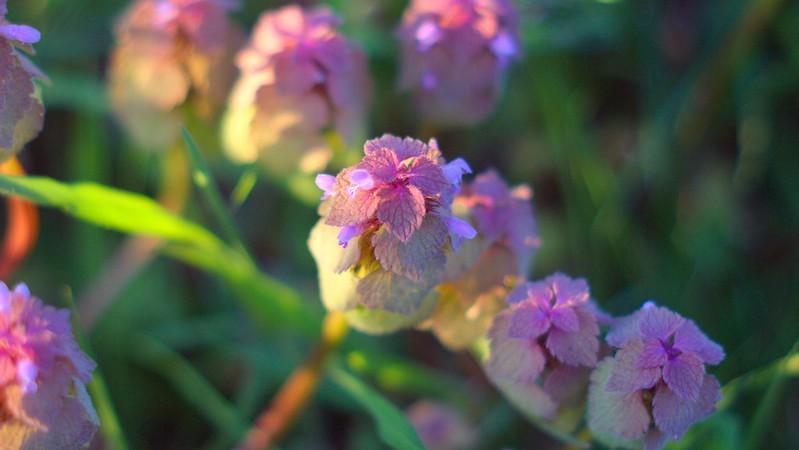 Purple Dead Nettle - weeds with purple flowers
