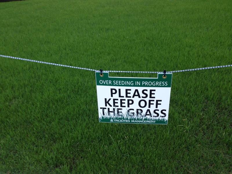 Resod The Lawn - revive St Augustine grass to grow back