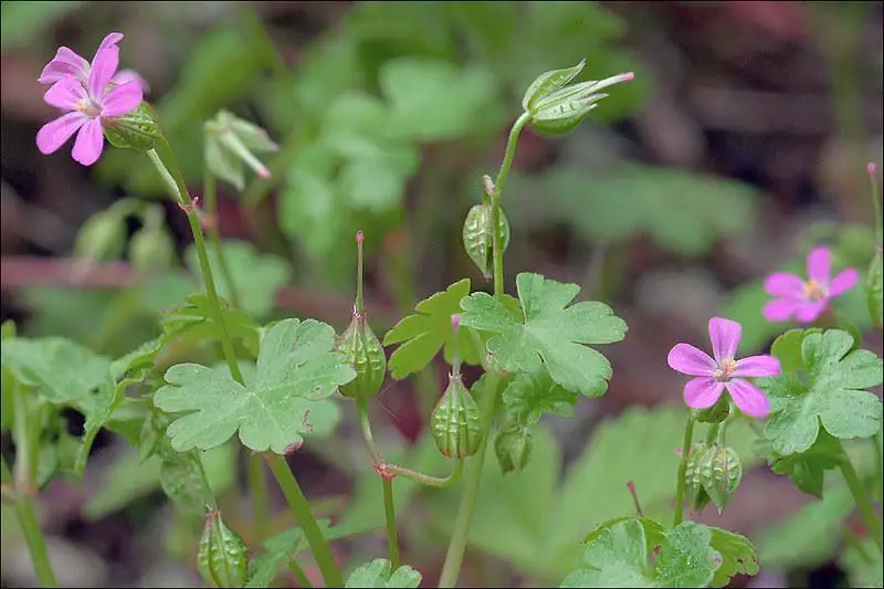 Shining Geranium - weeds with pink flowers