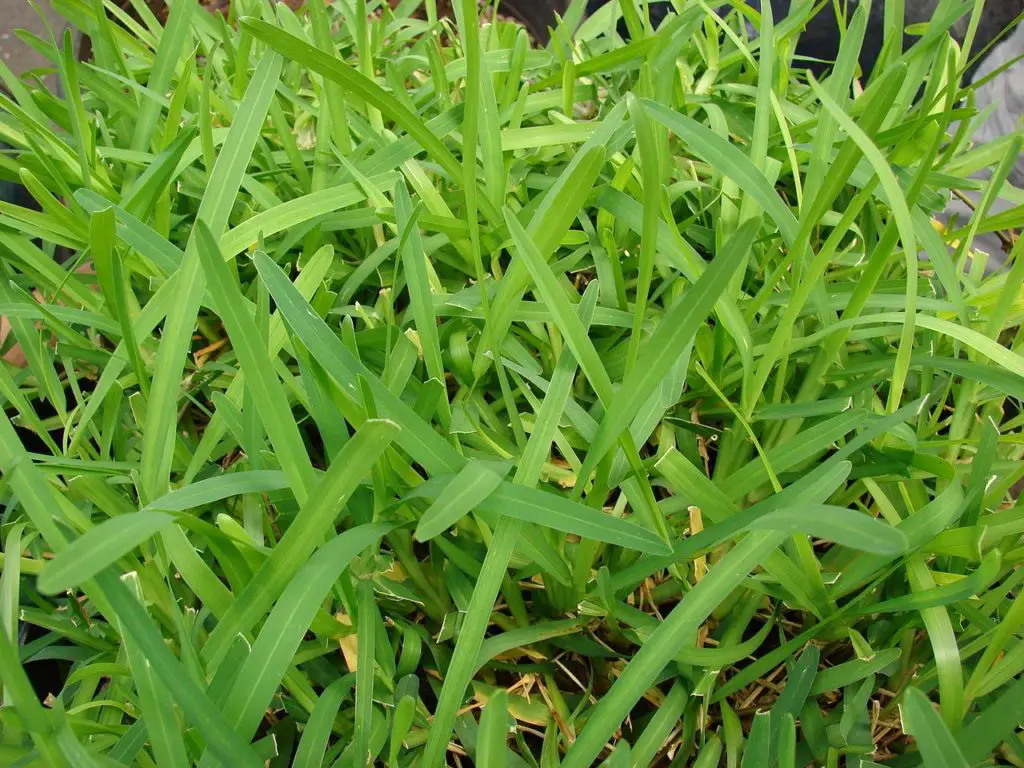 Soil Requirements of grass - St. Augustine Grass Vs. Bermuda Grass