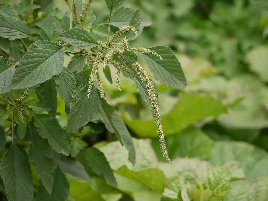 Flowers of spiny pigweed