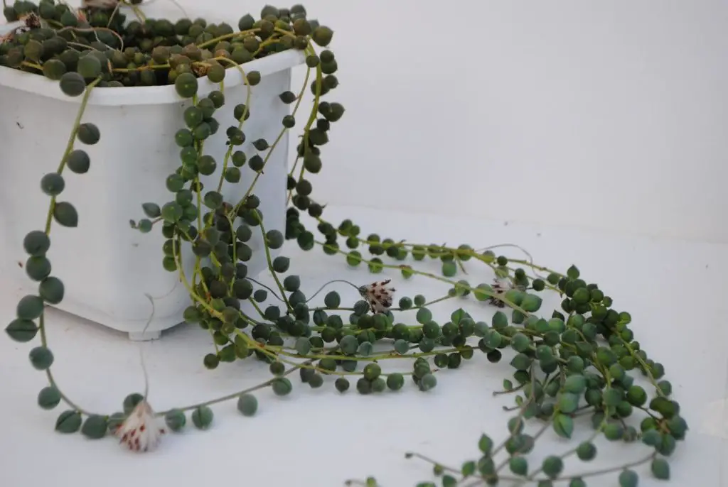 String of pearls - flowering succulents

