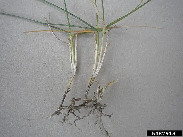 Take-all Root Rot (TARR) - st augustine grass diseases problems