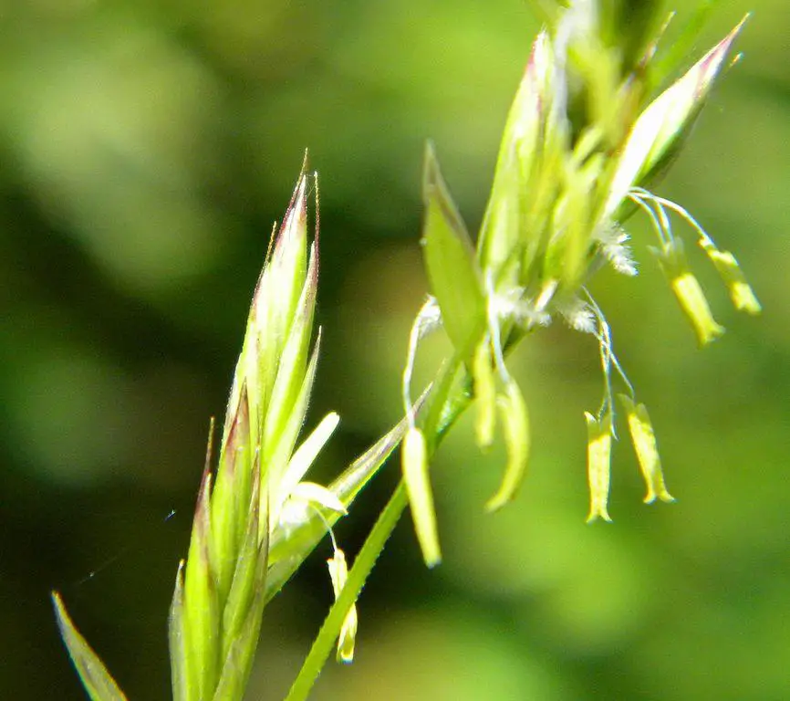 Tall Fescue flowers - lawn weeds with little white flowers
