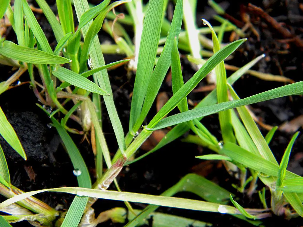 Tall fescue leaves and stems