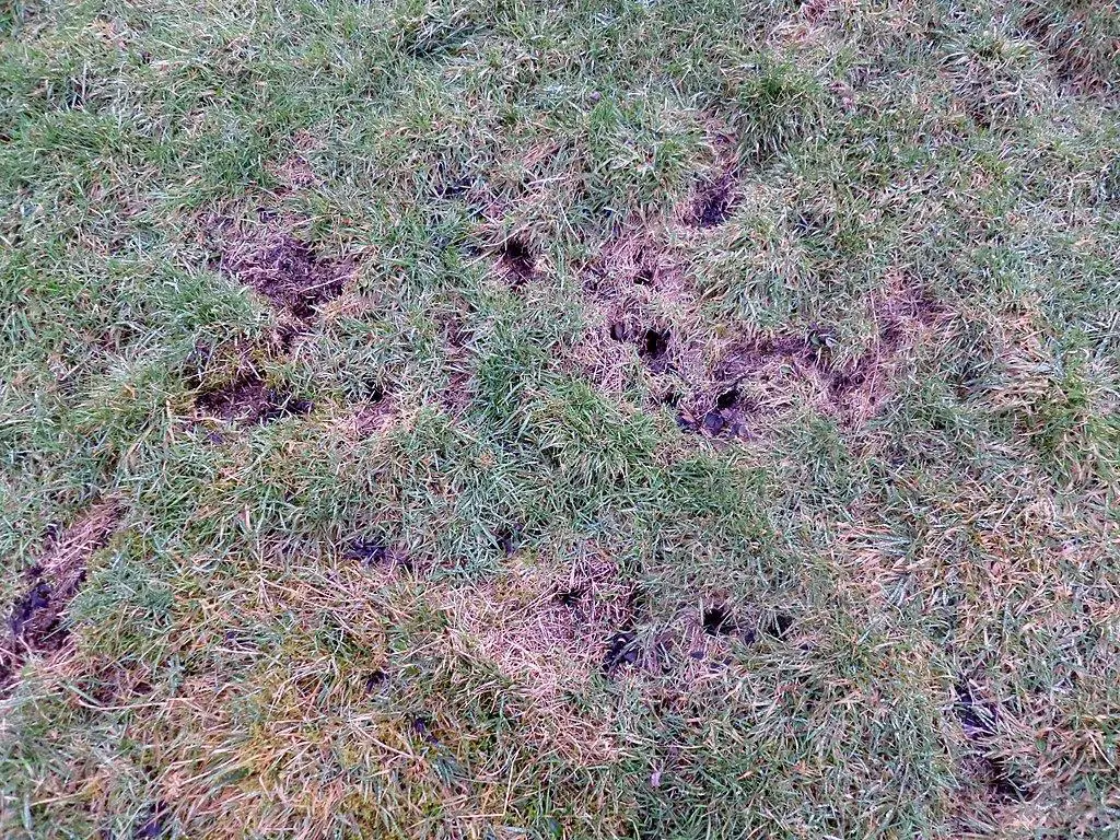 Voles - holes in your lawns