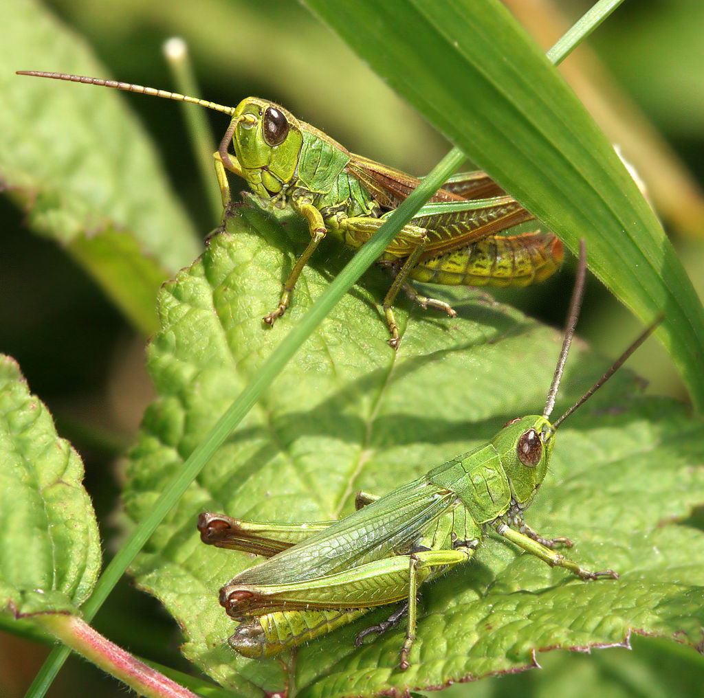 What Are Grasshoppers?