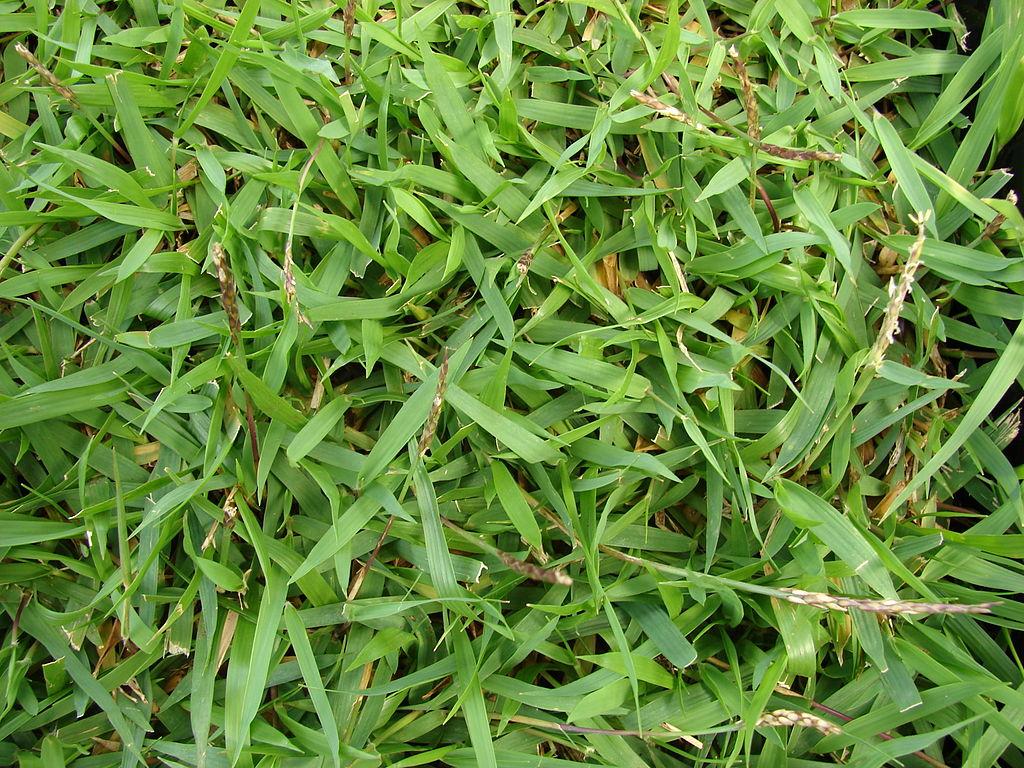 Zoysia - overseeding bermuda grass
