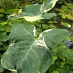 Alocasia Mickey Mouse: A Useful and Complete Care, Propagation, and Watering Guide