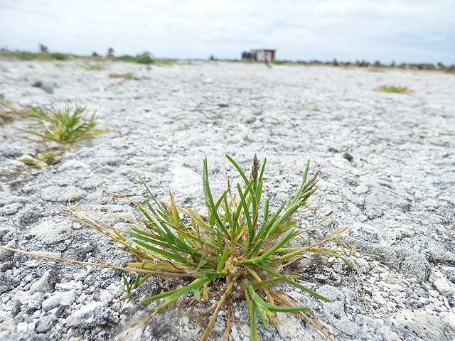 annual bluegrass runway - common weeds that look like grass