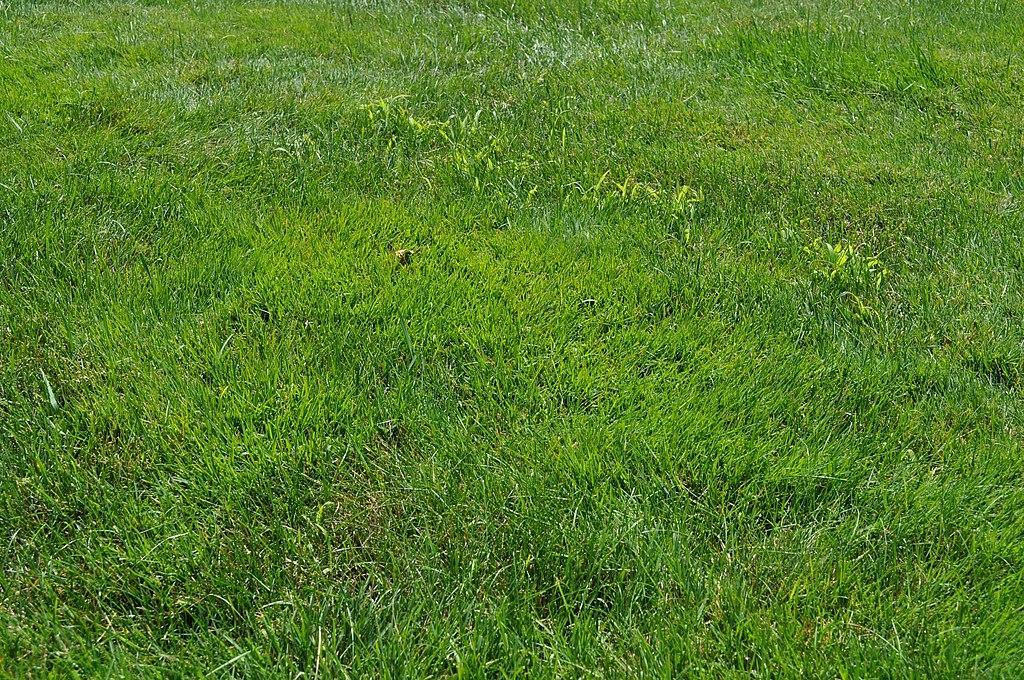 annual bluegrass - common weeds that look like grass