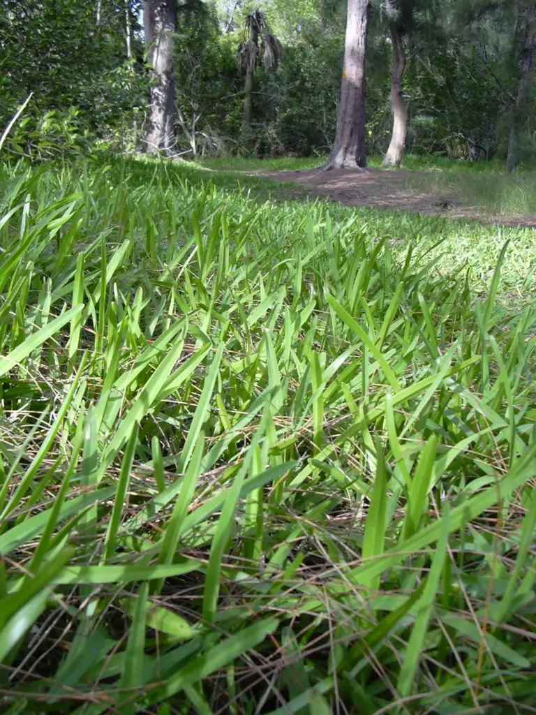 St. Augustine grass  