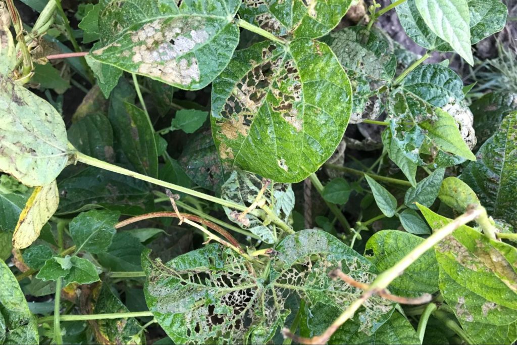 Earwig infestation in bean crop