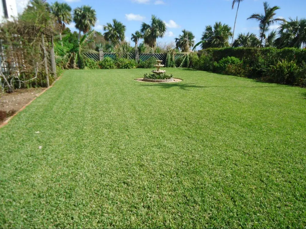 St. Augustine Grass Vs. Bermuda Grass