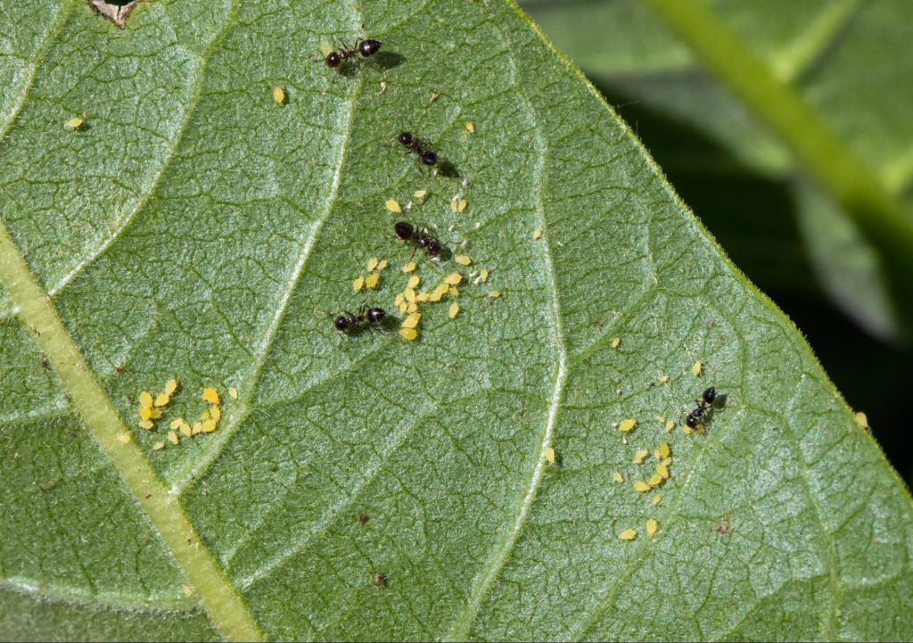 Black ants nurturing tiny white bugs on plant